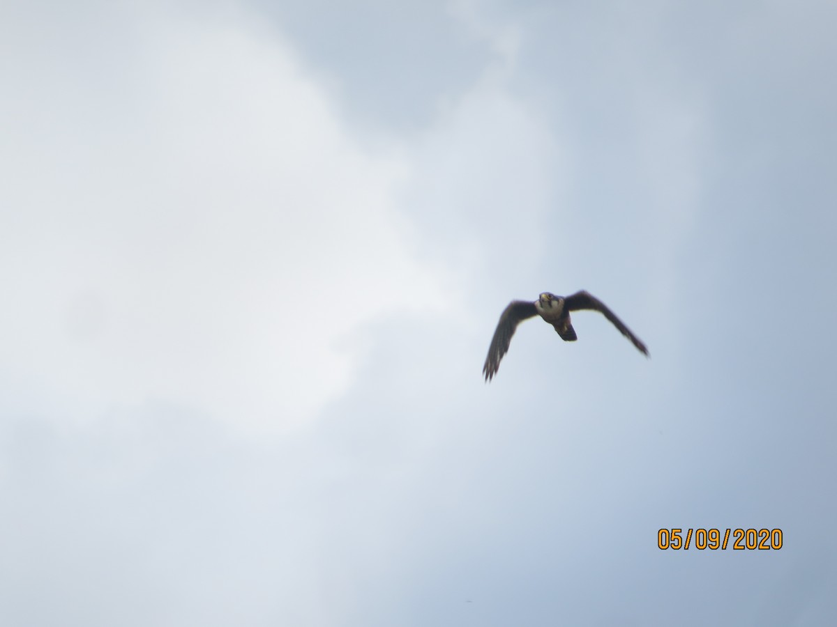 Aplomado Falcon - ML232635851