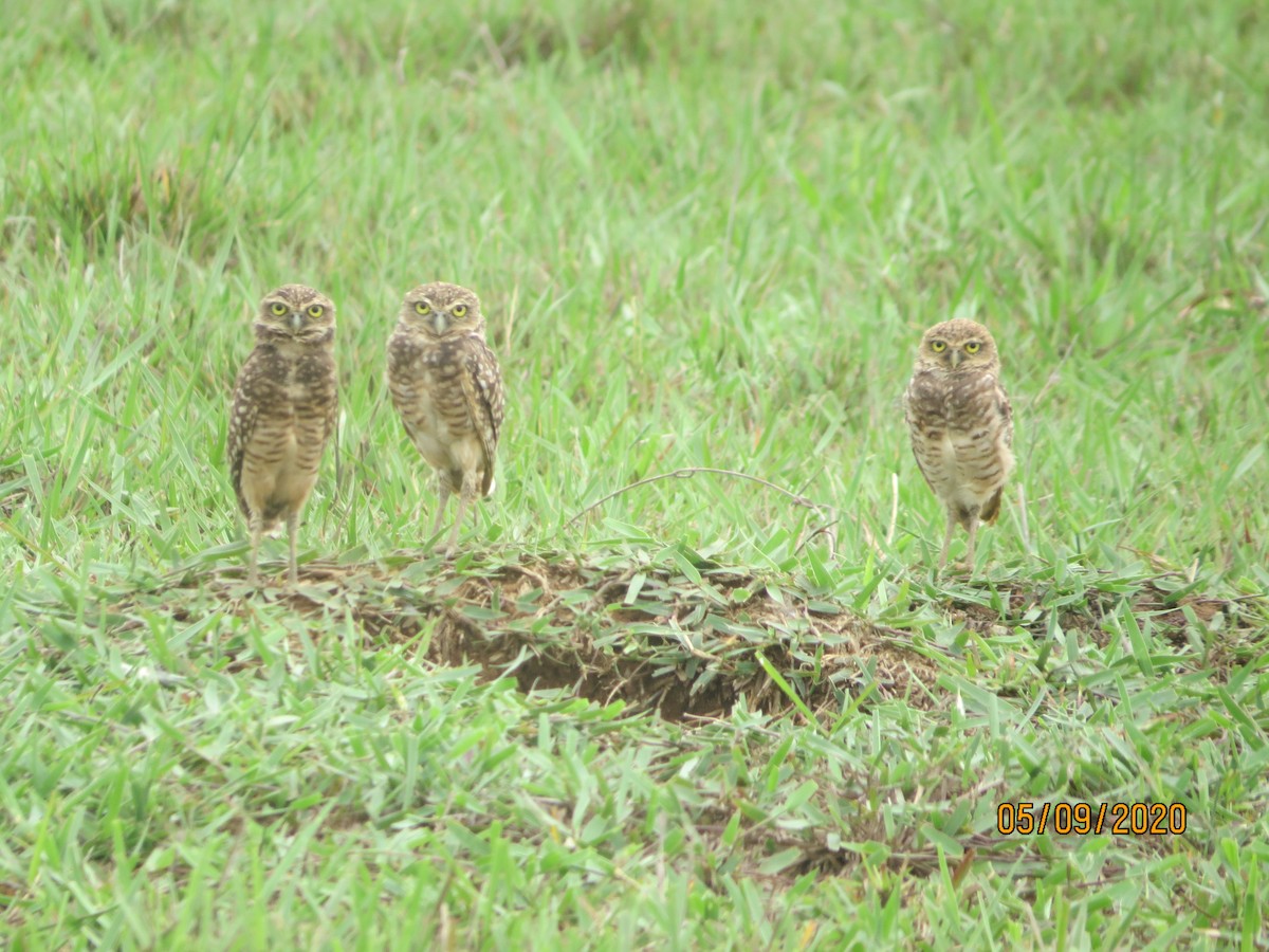 Burrowing Owl - ML232636521