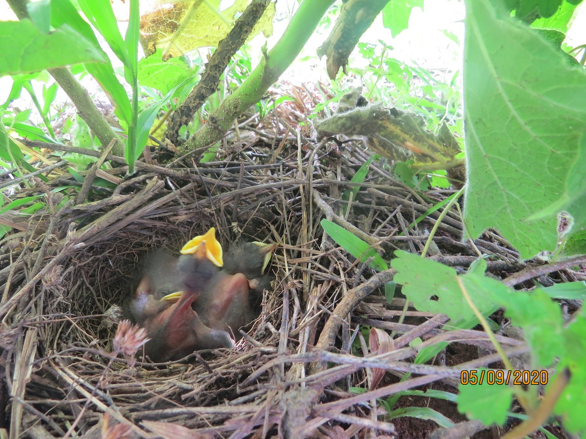 Tropical Mockingbird - ML232637131