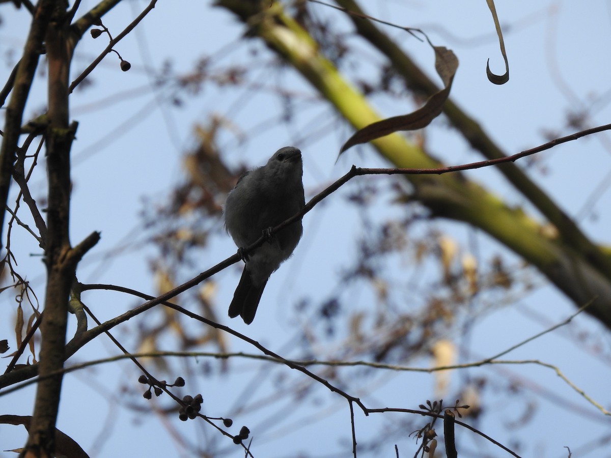 Blue-gray Tanager - ML232637171