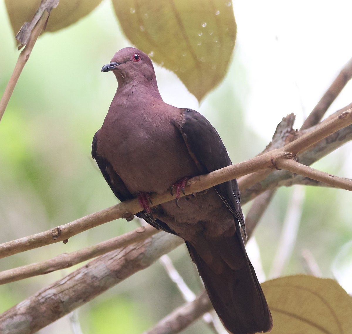 Short-billed Pigeon - Isaias Morataya