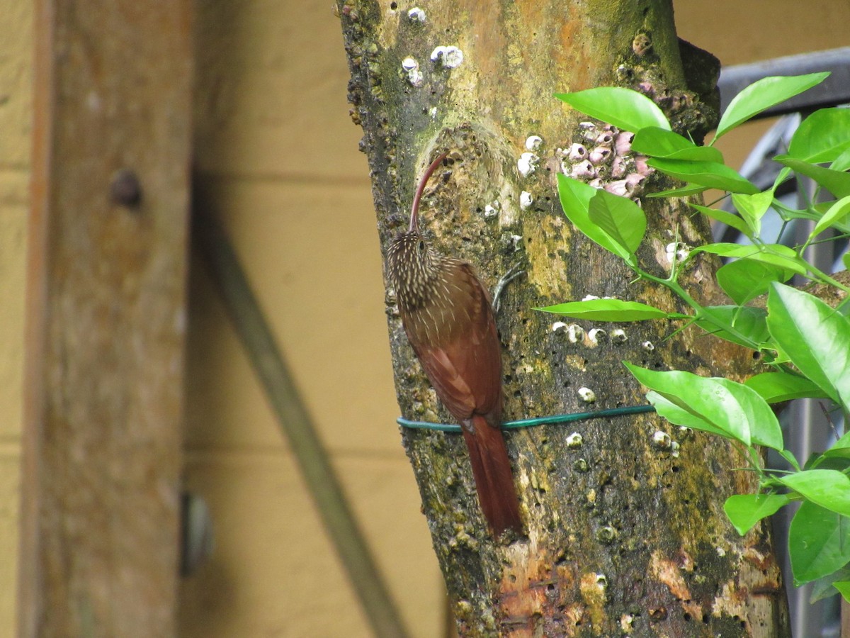 Red-billed Scythebill - ML232640171