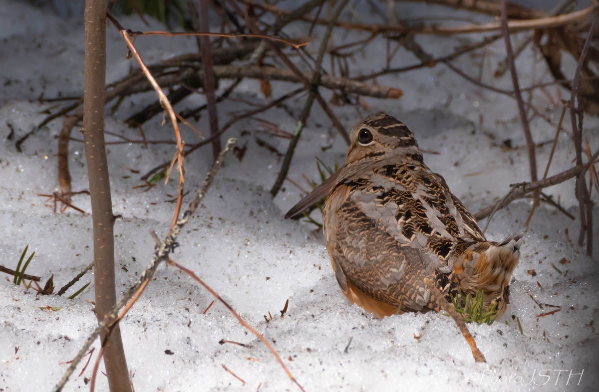 American Woodcock - ML232640281