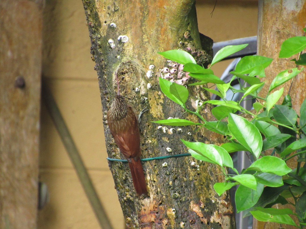 Red-billed Scythebill - ML232640301