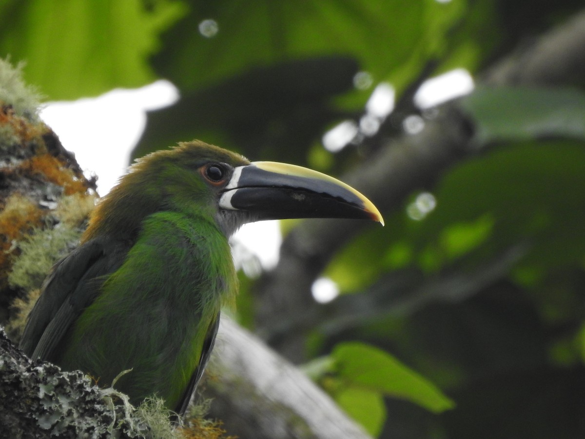 Southern Emerald-Toucanet - ML232641131