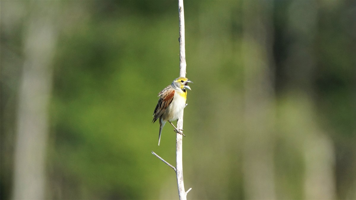 Dickcissel d'Amérique - ML232641211