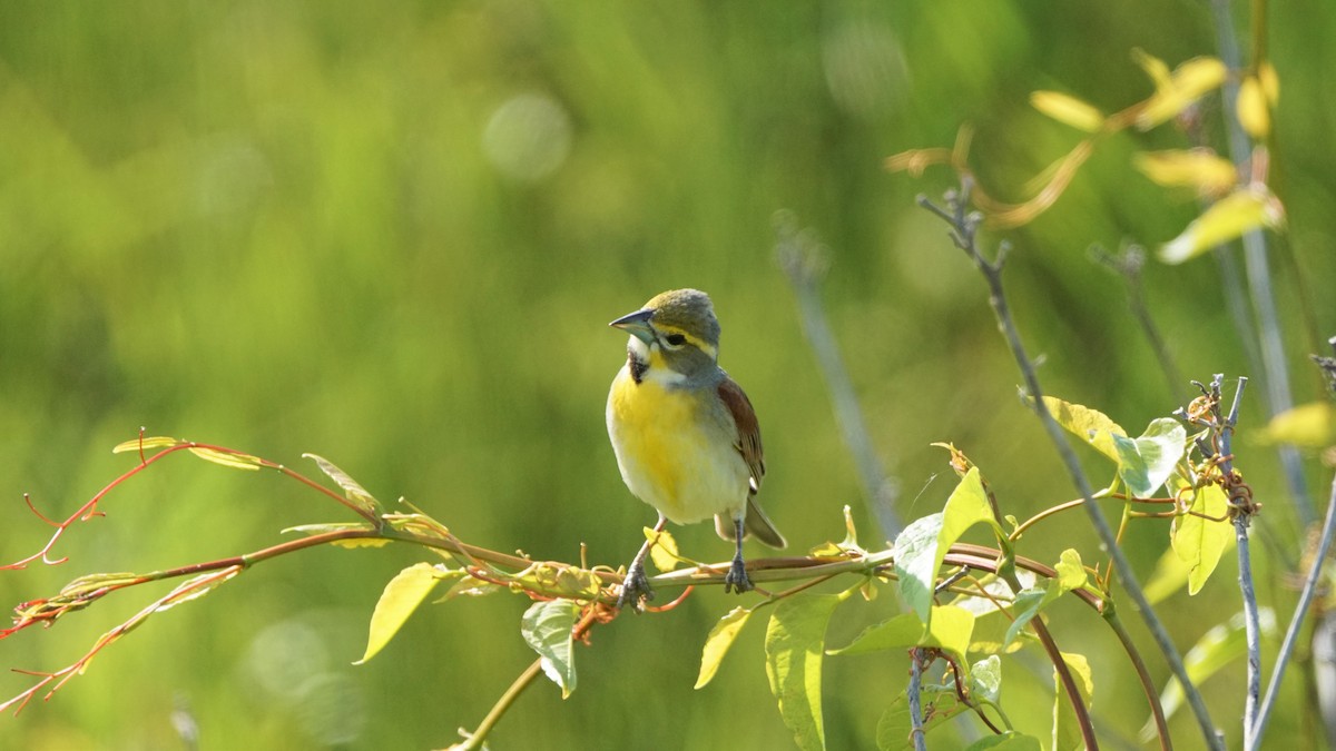 Dickcissel - ML232641281