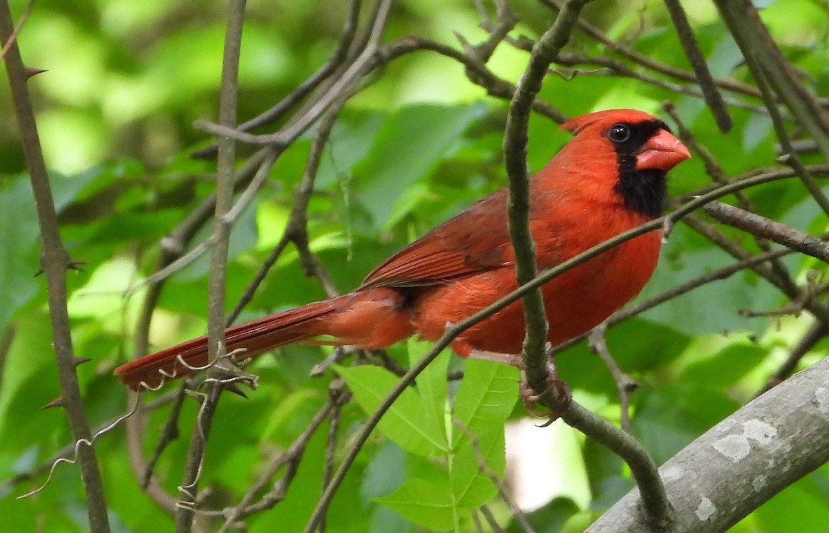 Northern Cardinal - ML232641551