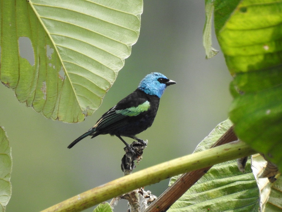 Blue-necked Tanager - ML232641561