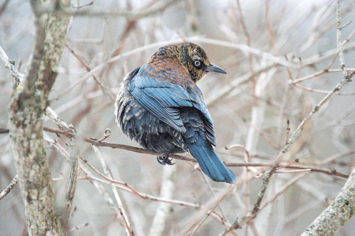 Rusty Blackbird - Nathan Stouffer