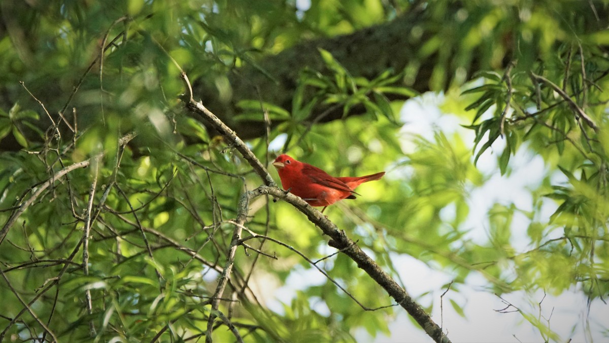 Summer Tanager - ML232641881