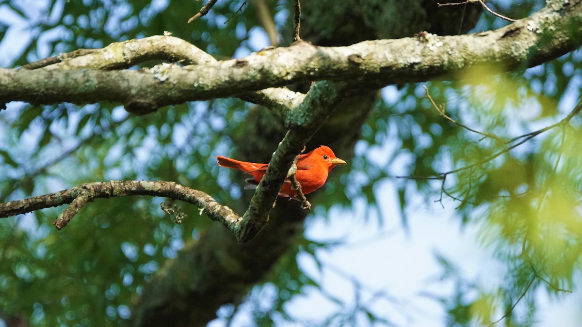 Summer Tanager - Jason  Anding