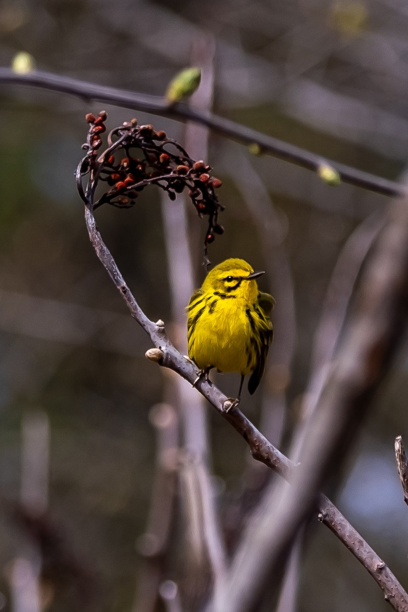 Prairie Warbler - ML232641981