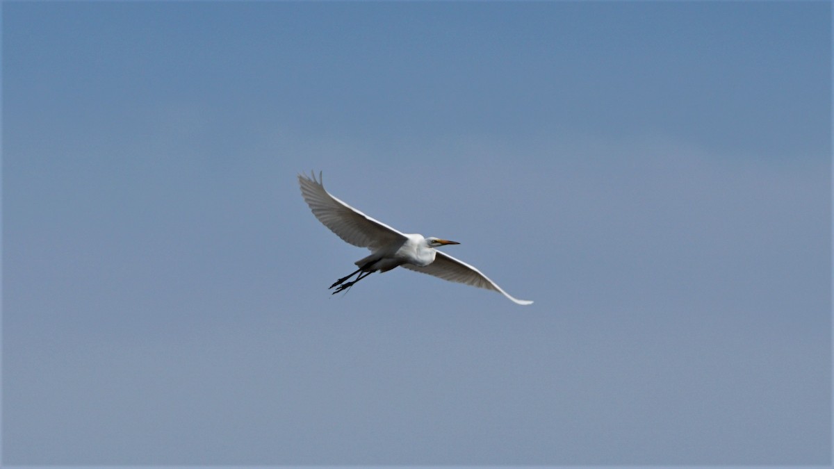 Great Egret - ML232642041