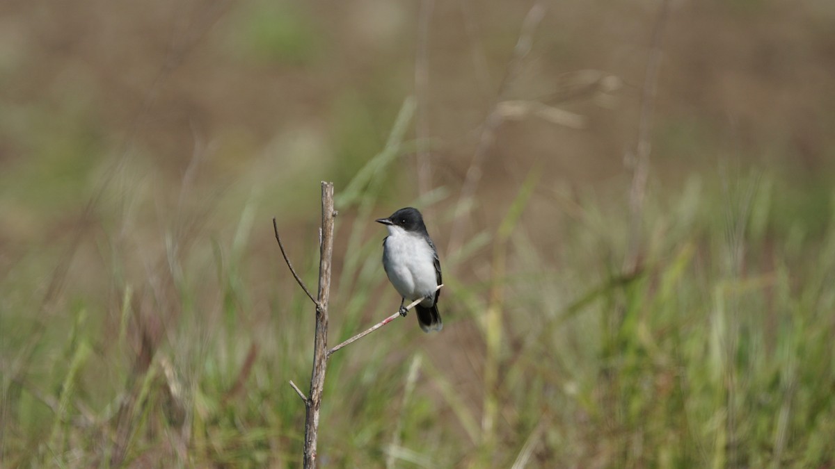 Eastern Kingbird - ML232642051