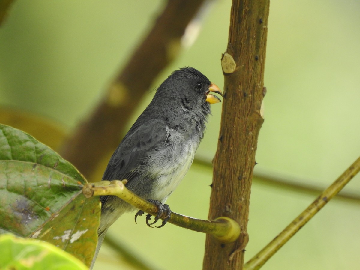 Gray Seedeater - Manuela Zapata