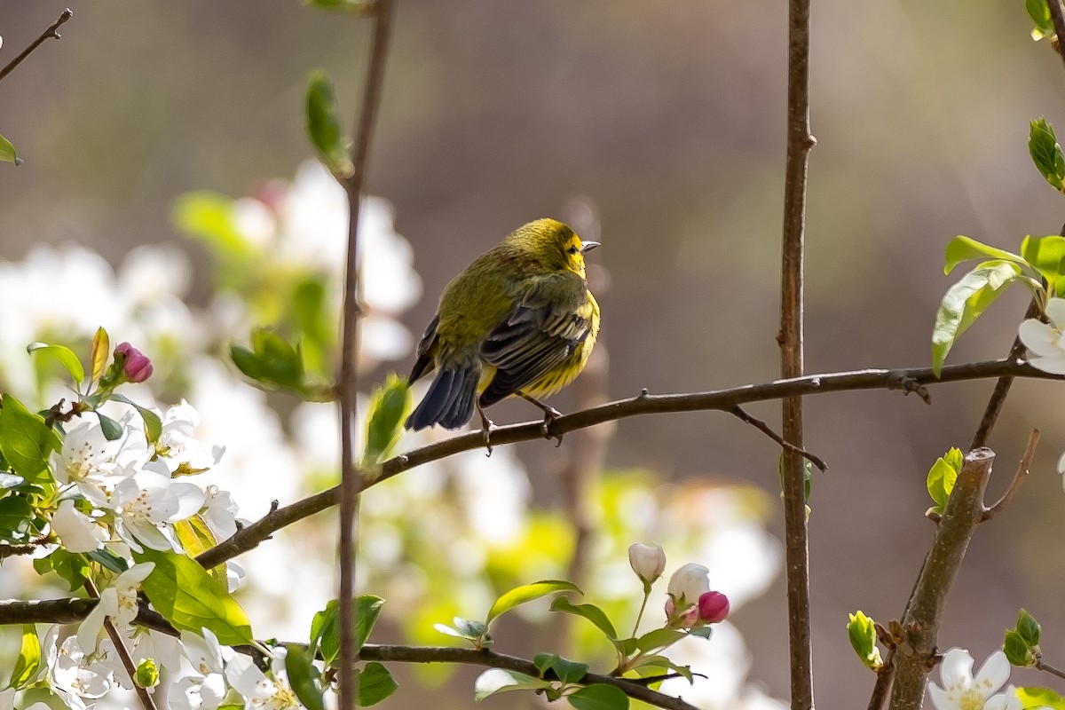 Prairie Warbler - ML232643141