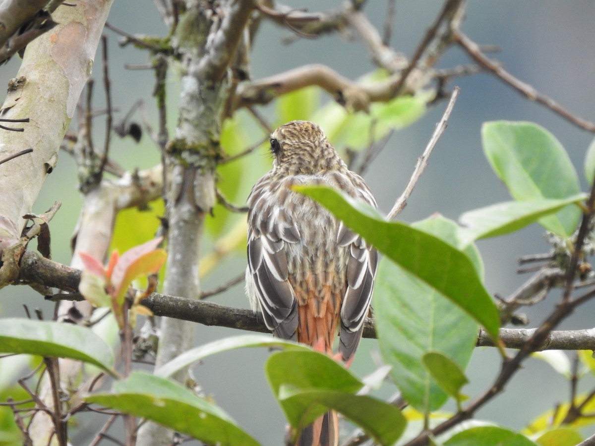 Streaked Flycatcher - ML232643431