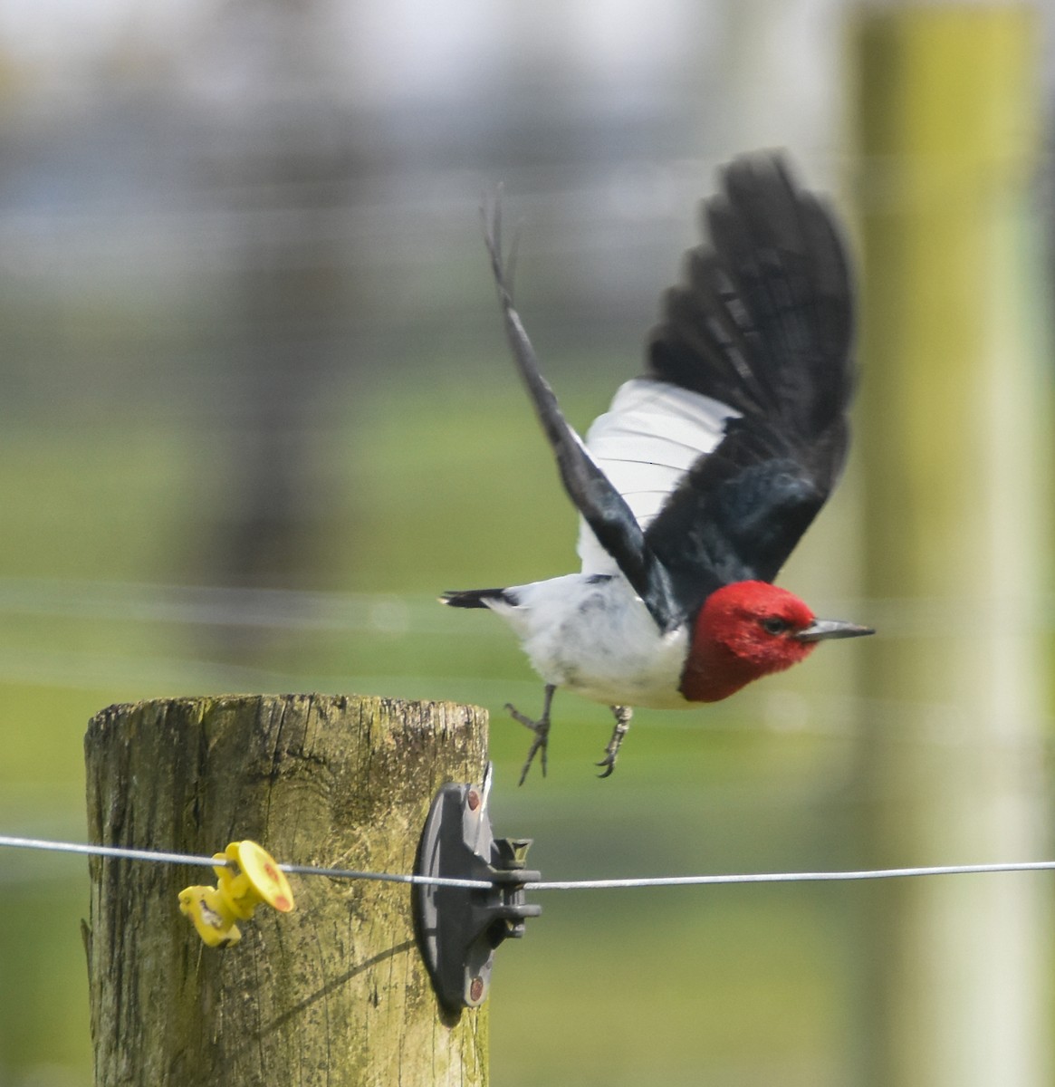 Red-headed Woodpecker - ML232643961