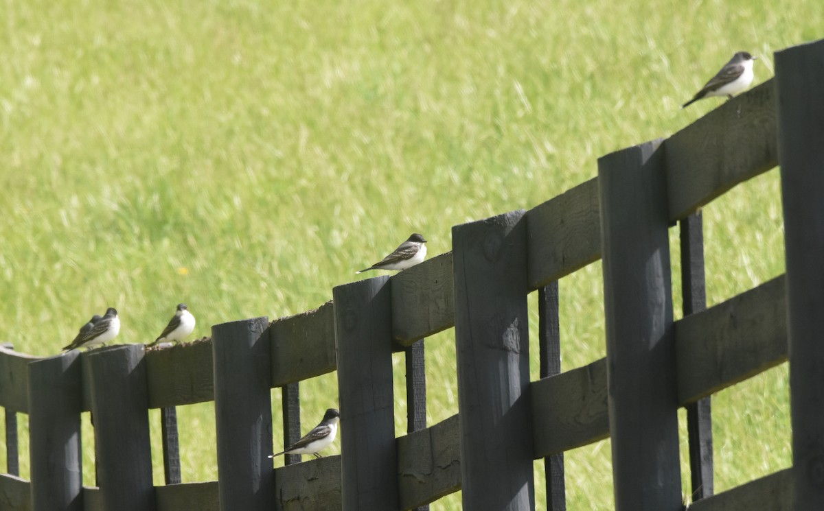 Eastern Kingbird - ML232644421