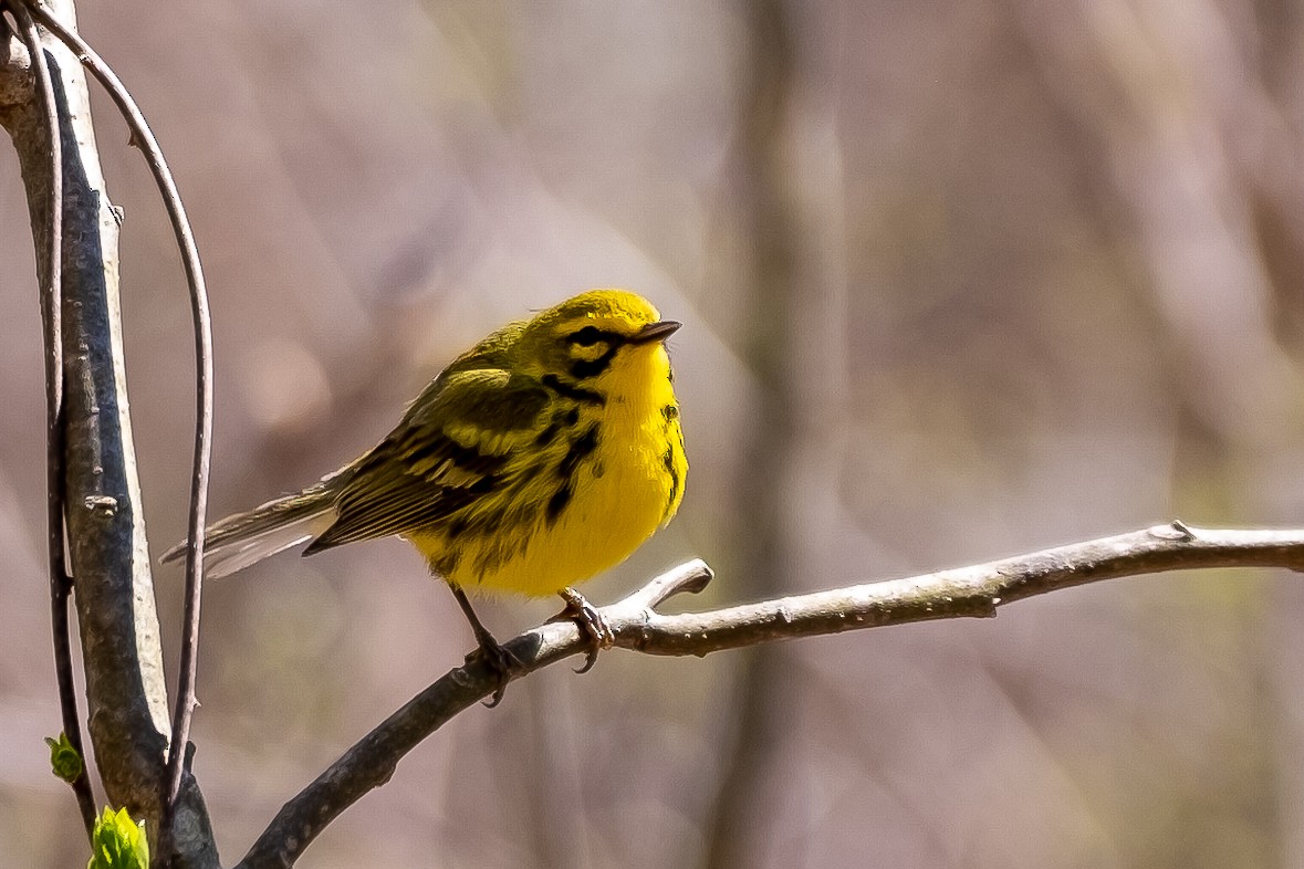 Prairie Warbler - ML232644451