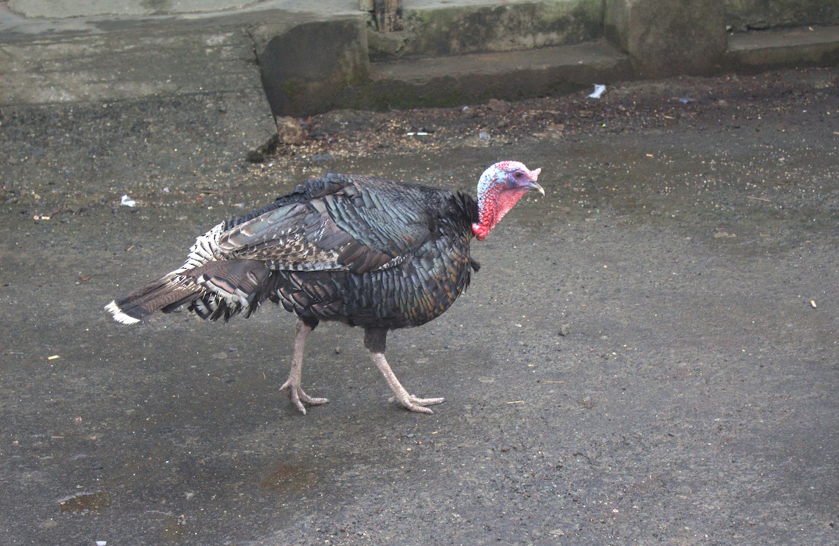 Wild Turkey (Domestic type) - ML232644651