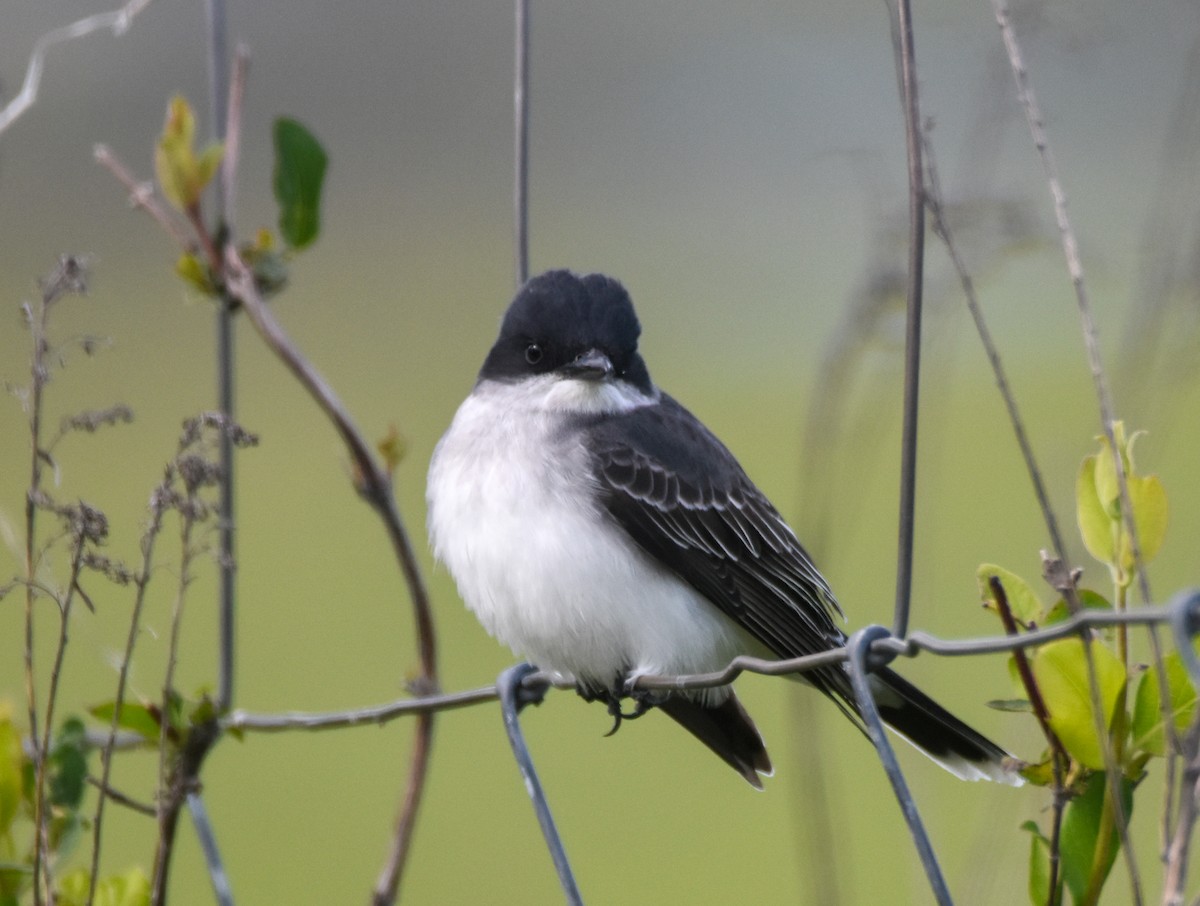 Eastern Kingbird - Gene Bailey