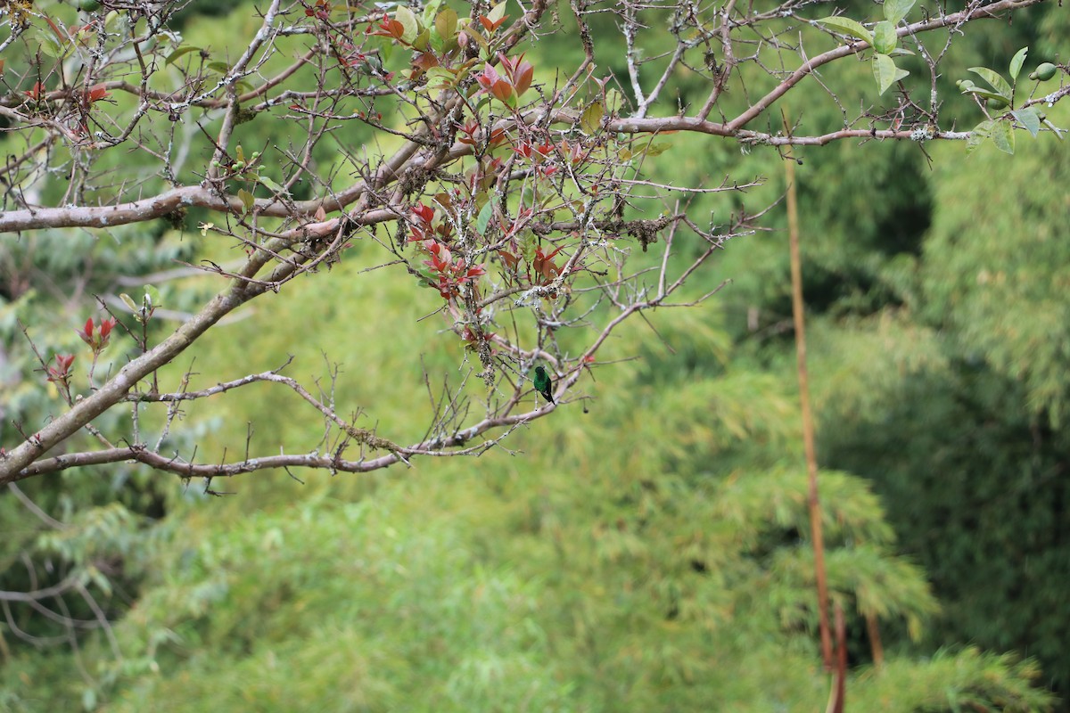 Steely-vented Hummingbird - ML232645001