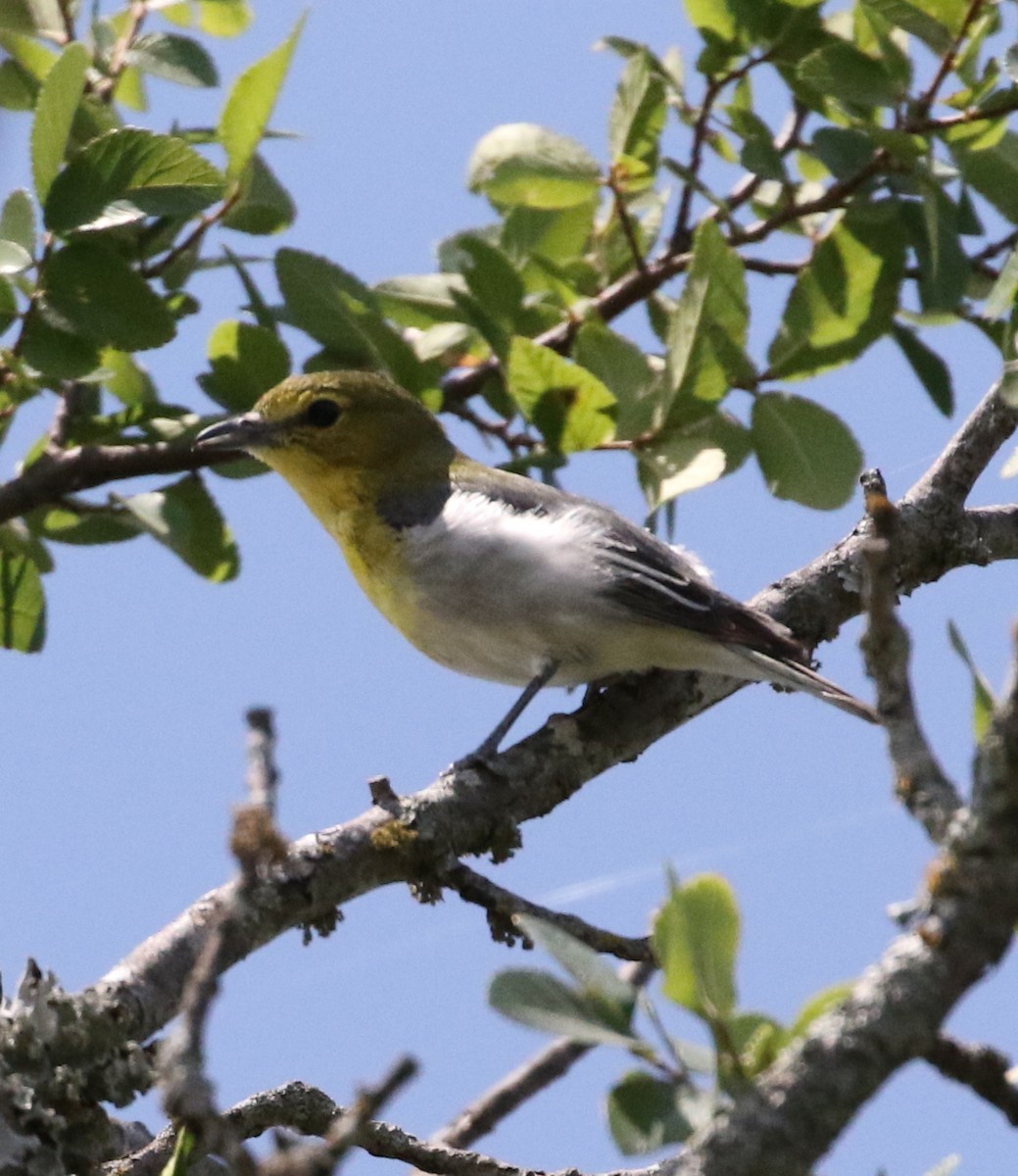 Viréo à gorge jaune - ML232645111