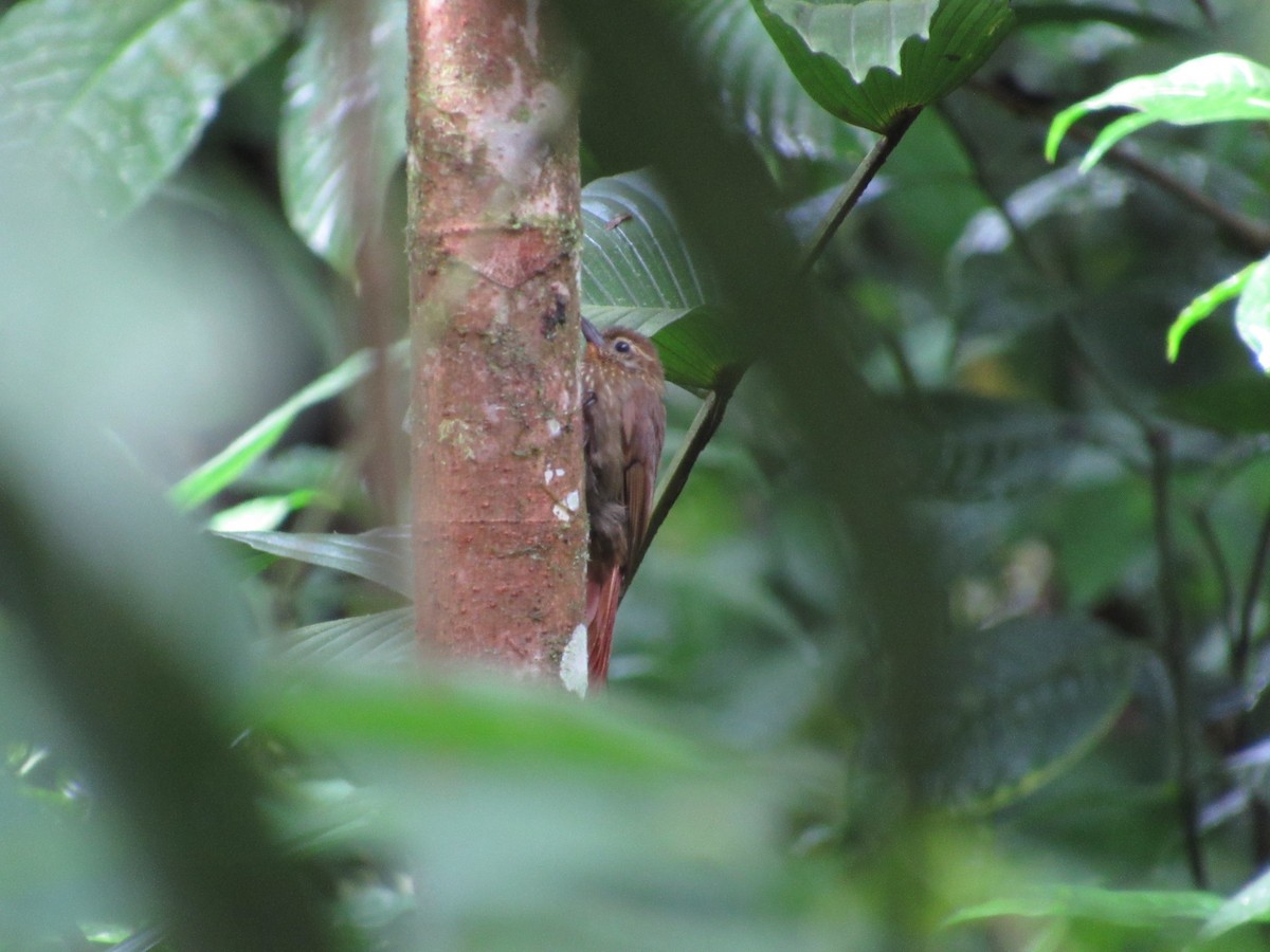 Wedge-billed Woodcreeper - ML232645501