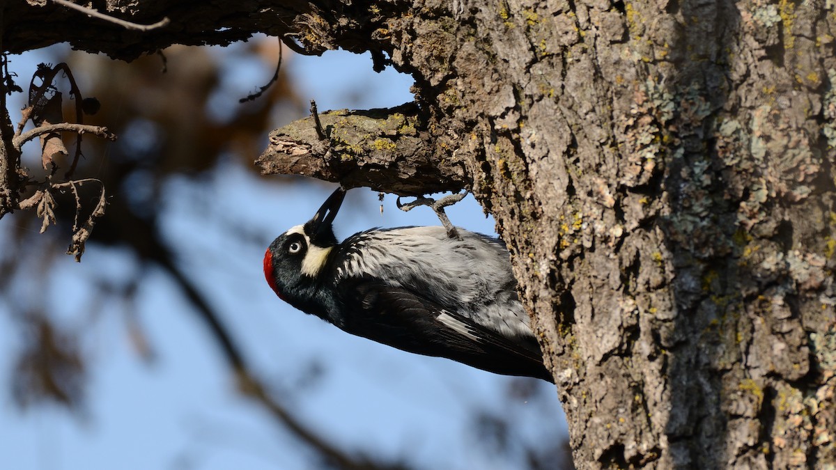 Acorn Woodpecker - Miguel Aguilar @birdnomad
