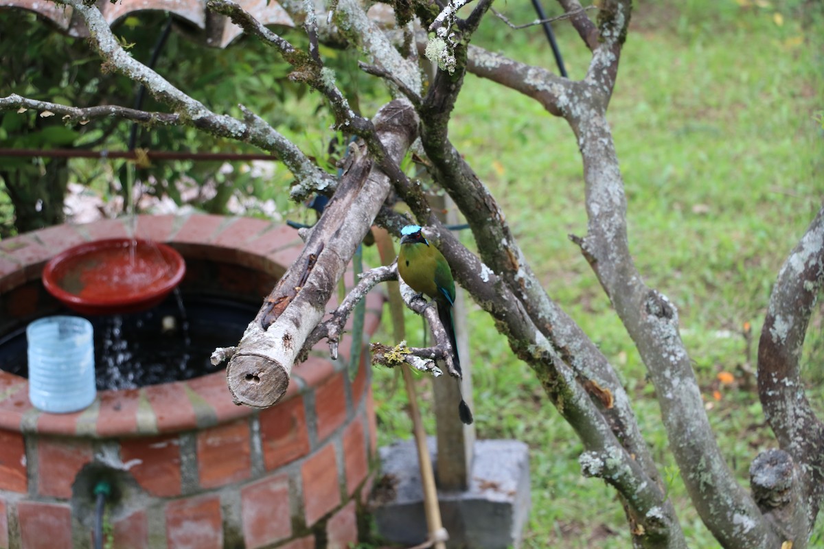 Andean Motmot - ML232645941