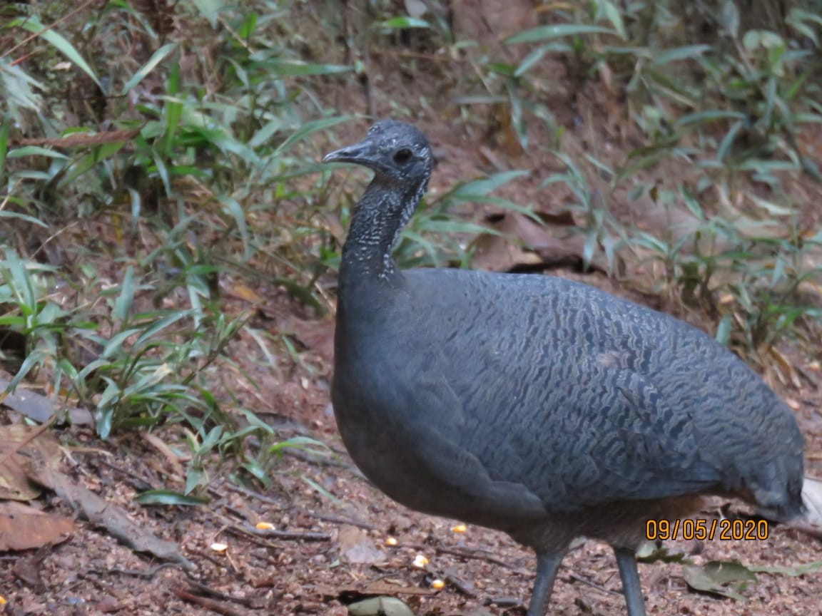 Gray Tinamou - ML232646111