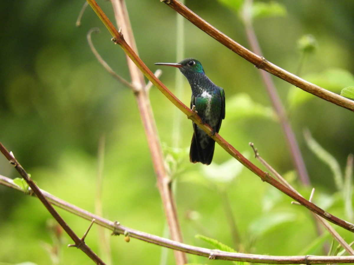 Glittering-throated Emerald - ML232646151