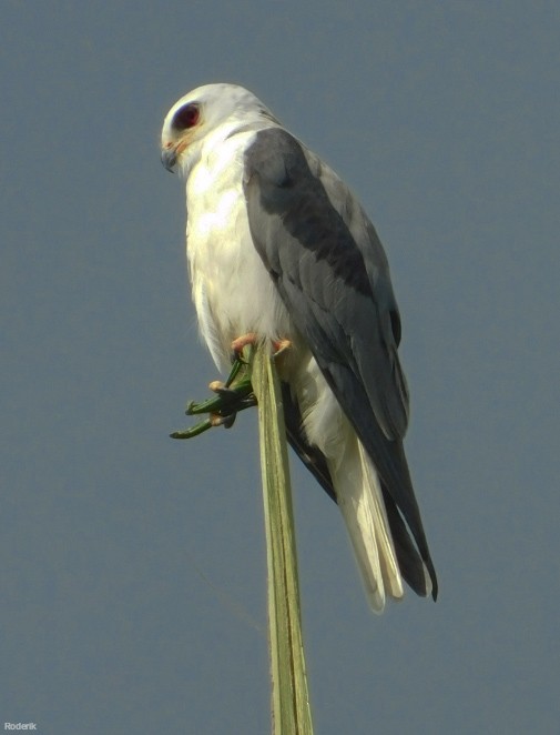 White-tailed Kite - ML232646441