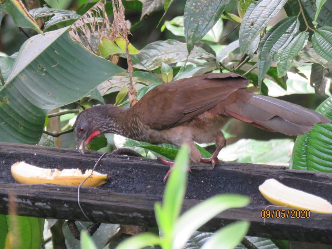 Speckled Chachalaca - ML232646641