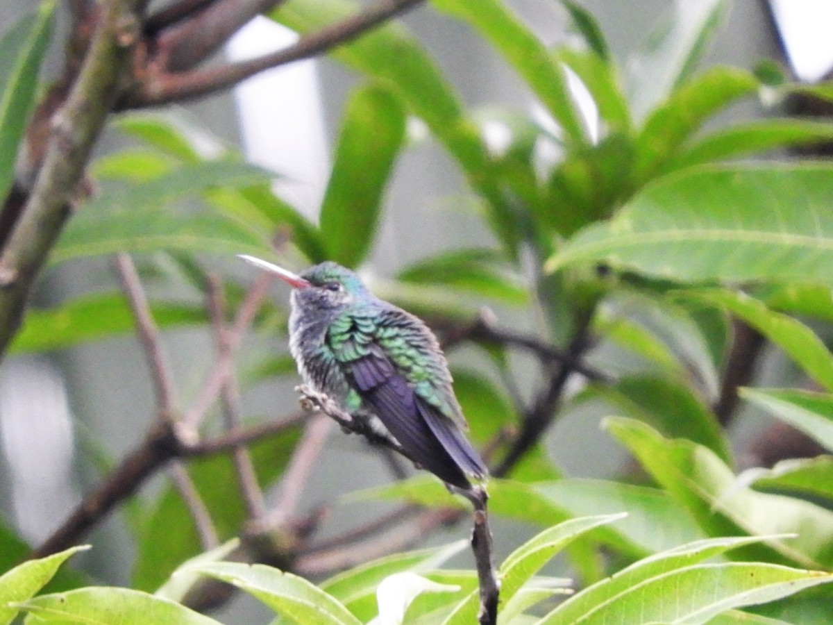kolibřík modrobradý - ML232646931
