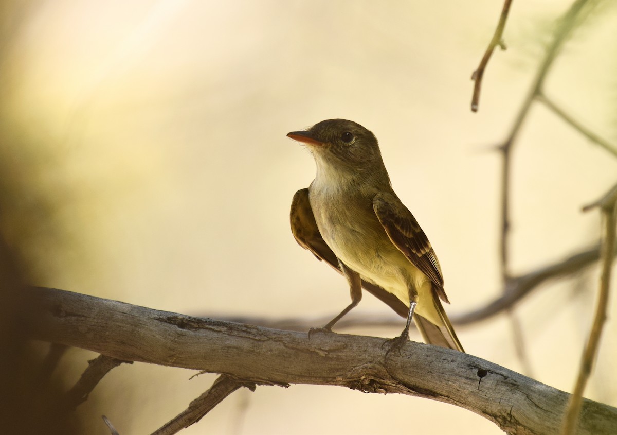 Willow Flycatcher - Ryan O'Donnell