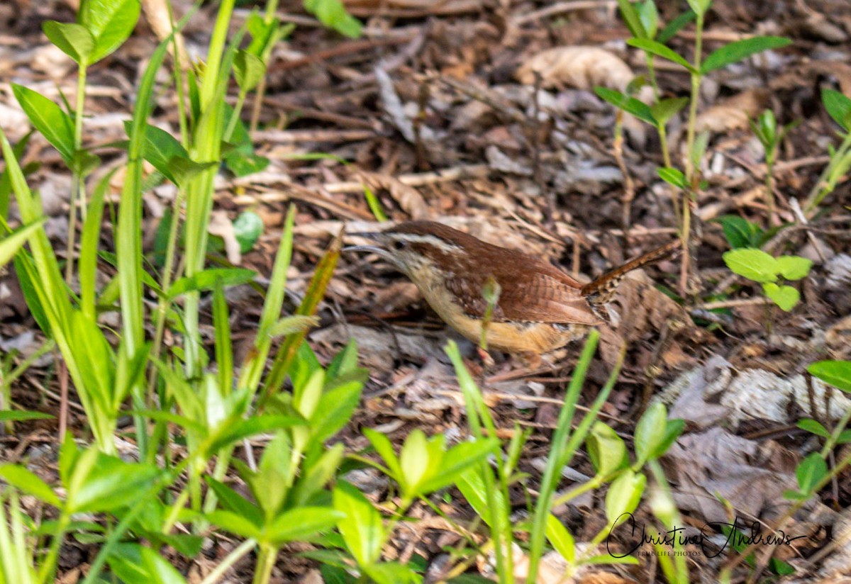 Carolina Wren - ML232647431