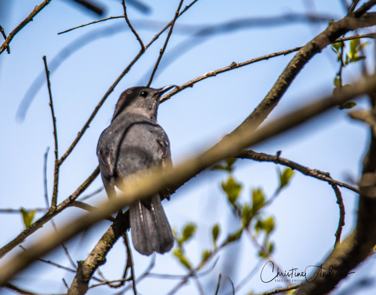 ימימן אמריקני - ML232647671