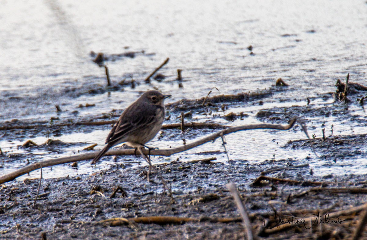 American Pipit - Christine Andrews