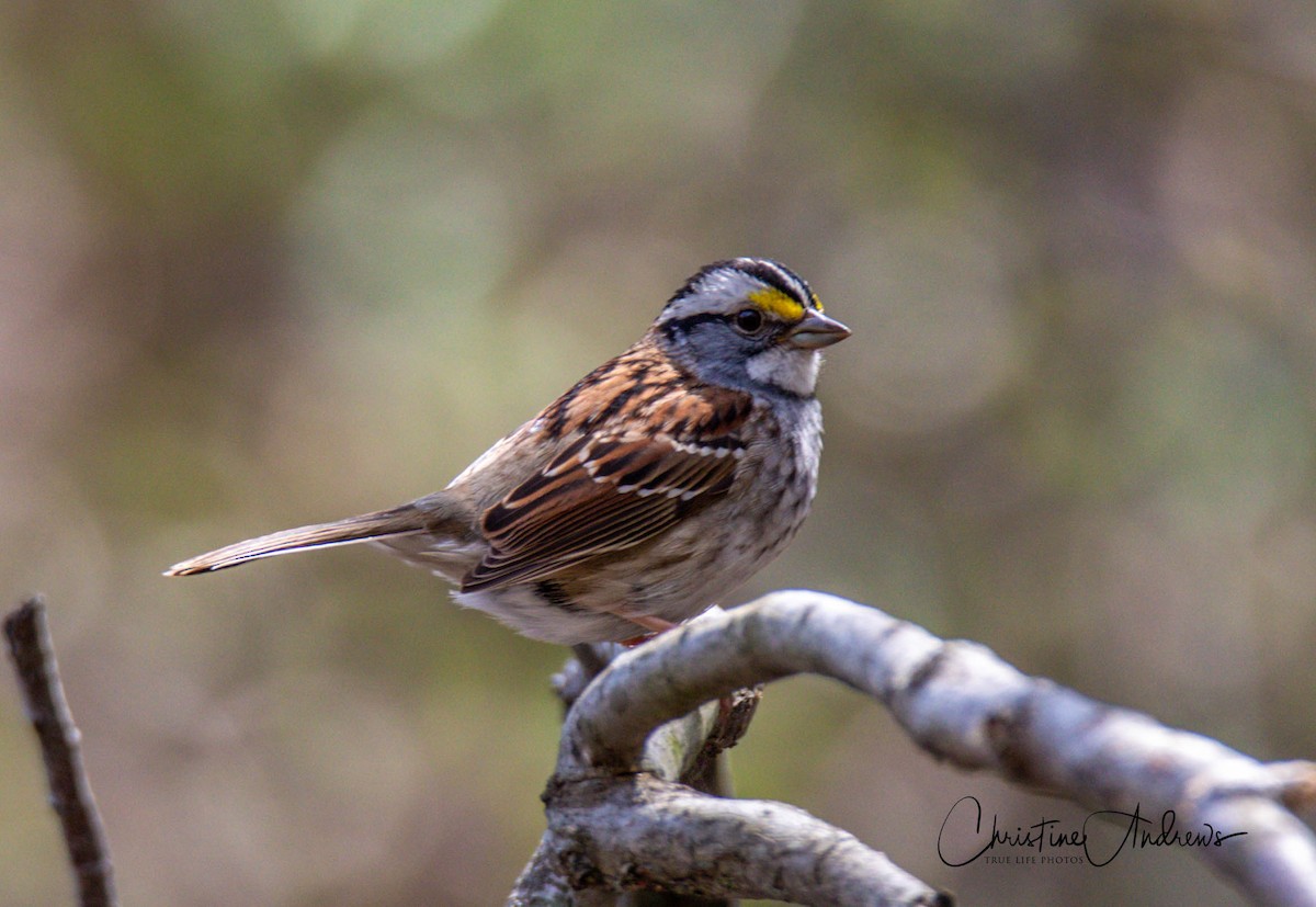 White-throated Sparrow - Christine Andrews