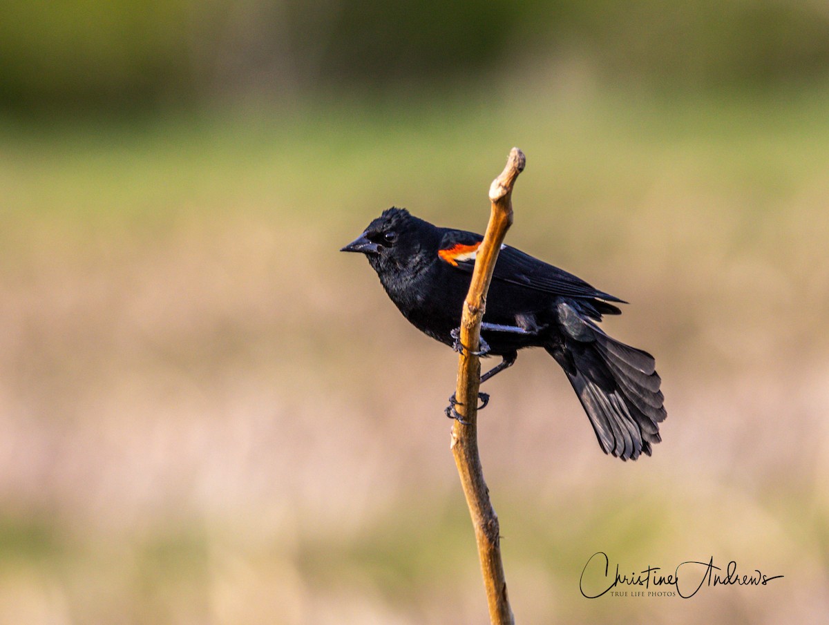 Red-winged Blackbird - ML232648941