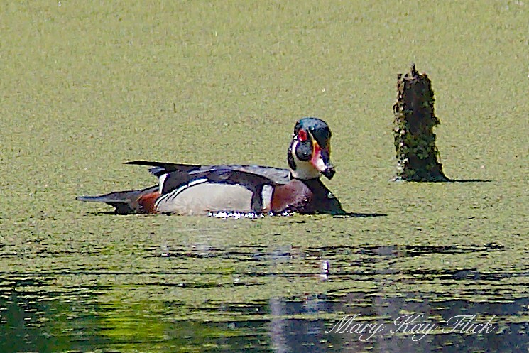 Wood Duck - ML232649161