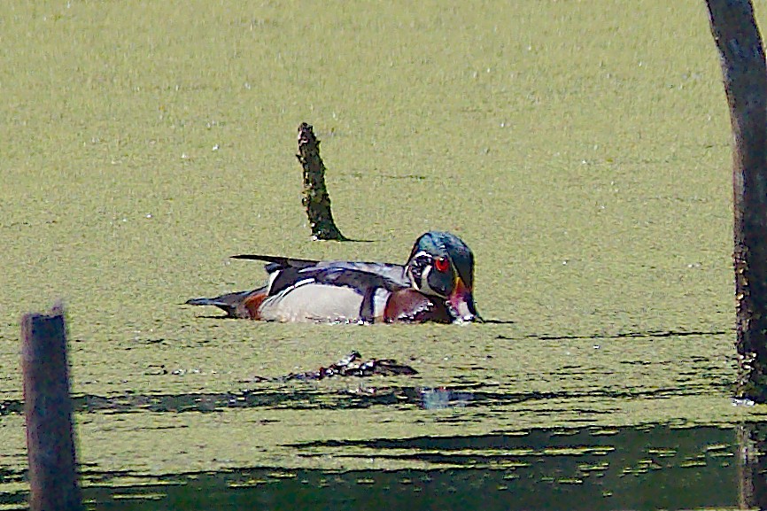 Wood Duck - ML232649171