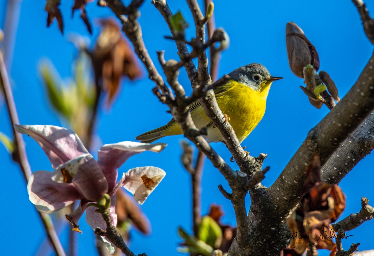 Nashville Warbler - ML232649181