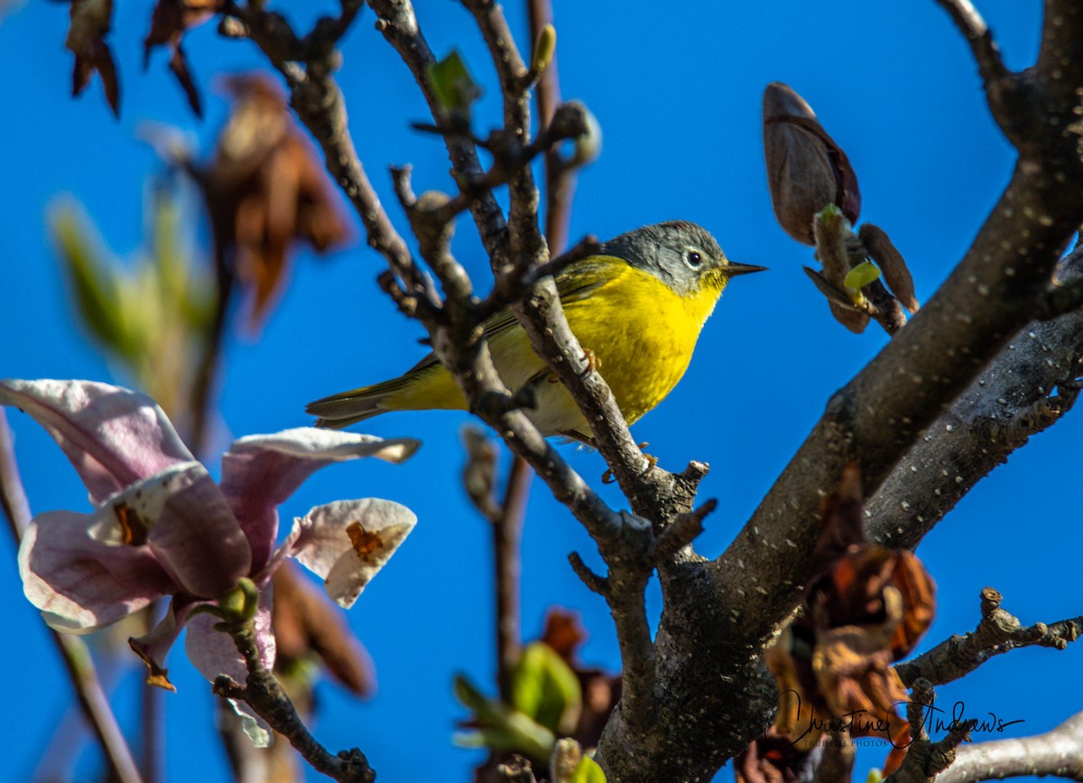 Nashville Warbler - ML232649191