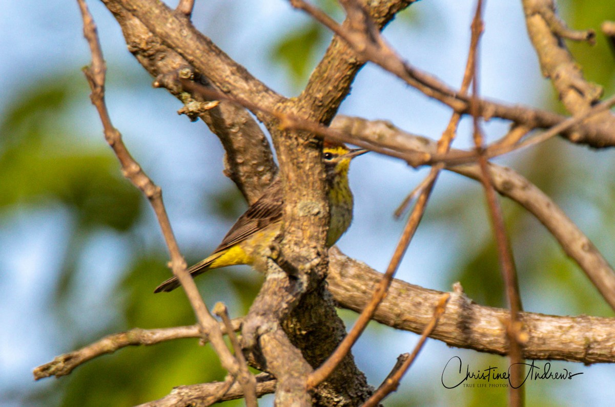 סבכון חום-כיפה - ML232649951