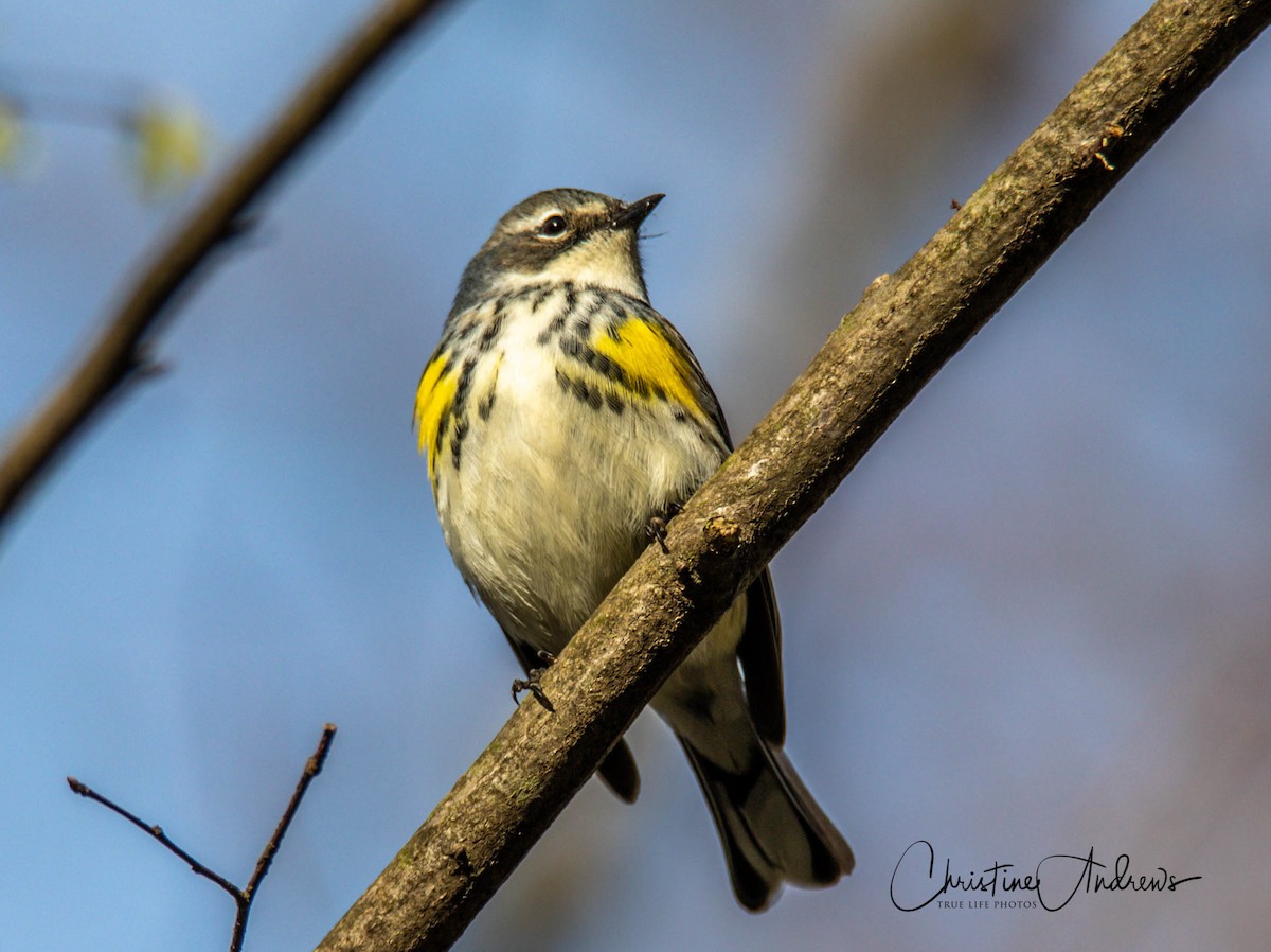 Yellow-rumped Warbler - ML232650701