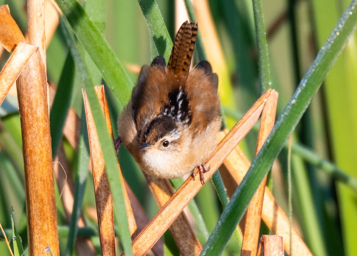 Marsh Wren - Eddie Minnick